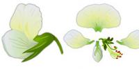 Avdelning Angiospermer (Blommande) växter Testa angiospermer