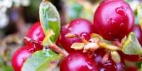 κινέζικο κράνμπερι.  Είναι τα κράνμπερι υγιεινά;  Cranberry τσάι και ρόφημα φρούτων