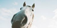 Jahanje konja v sanjah - kaj vas čaka v resničnem življenju?