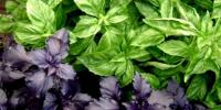 How to properly dry basil – dried basil for the winter at home