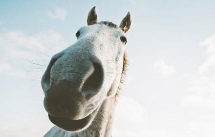 Berijd een paard in een droom - wat staat je te wachten in het echte leven?