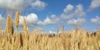 Wheat, benefits and applications