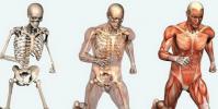 Funkcije kostiju kostura.  Kostur.  Građa, sastav i povezanost kostiju ljudskog kostura