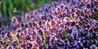 Thyme useful properties and contraindications Where thyme grows in Siberia