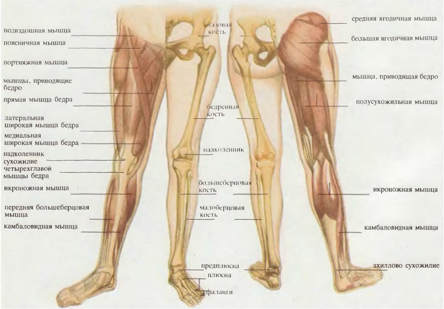 Строение голени ноги человека фото с описанием костей и мышц