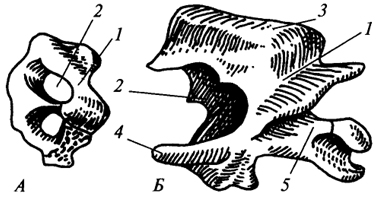 ящерица шейные позвонки. туловищный отдел пресмыкающихся. строение позвоночника ящерицы. ящерица шейные позвонки. шейный отдел позвоночника рептилий.
