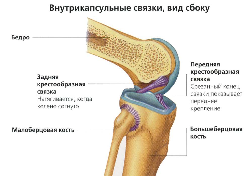 Лигаментоз крестообразных связок коленных. Колено строение сустава связок коленного. Задняя крестообразная связка коленного сустава анатомия. Внутрисуставные связки коленного сустава. Коленный сустав анатомия строение ПКС.