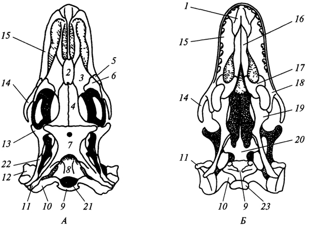 Череп пресмыкающихся строение. Череп варана строение. Череп агамы кавказской строение. Череп ящерицы строение. Череп варана сверху и снизу.