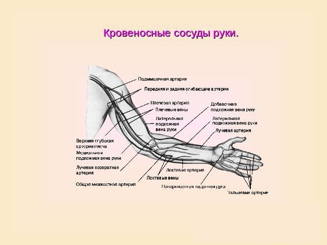 Вены и артерии на руке схема