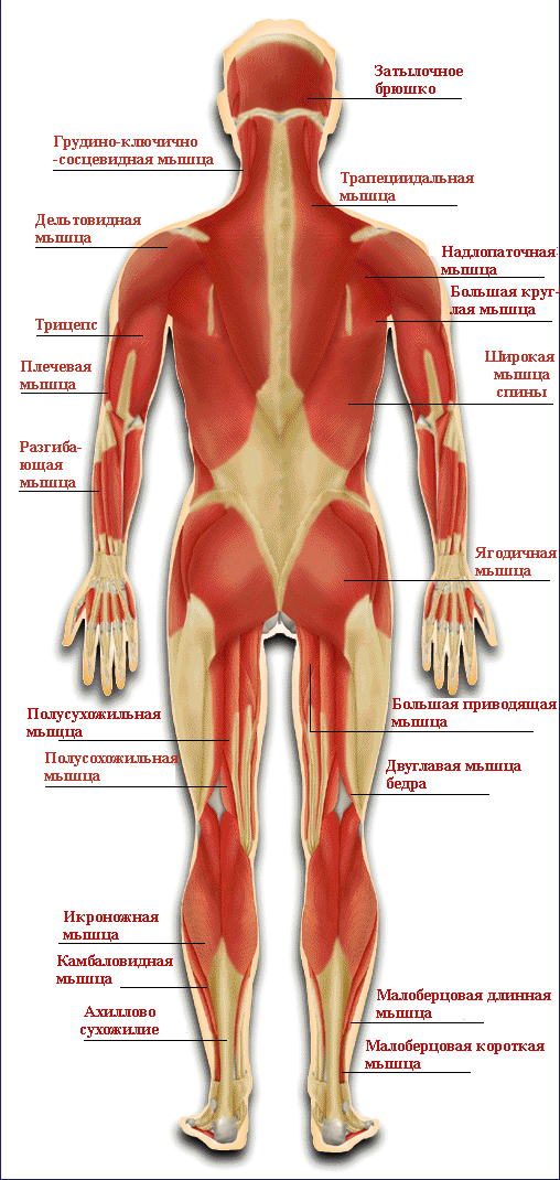Верхняя часть человека. Мышцы человека. Заднее строение человека.