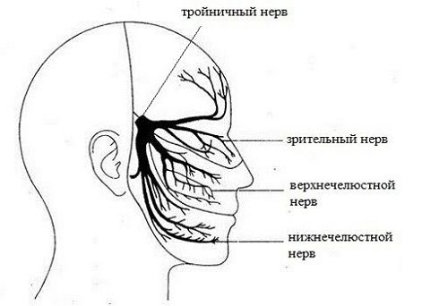 Тройничный нерв ветви схема