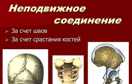 Соединение костей: неподвижные, полуподвижные, суставы